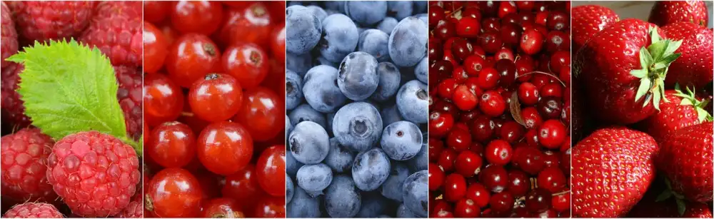 Bordentown Cranberry Festival